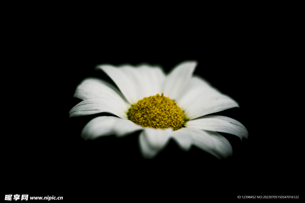 雏菊