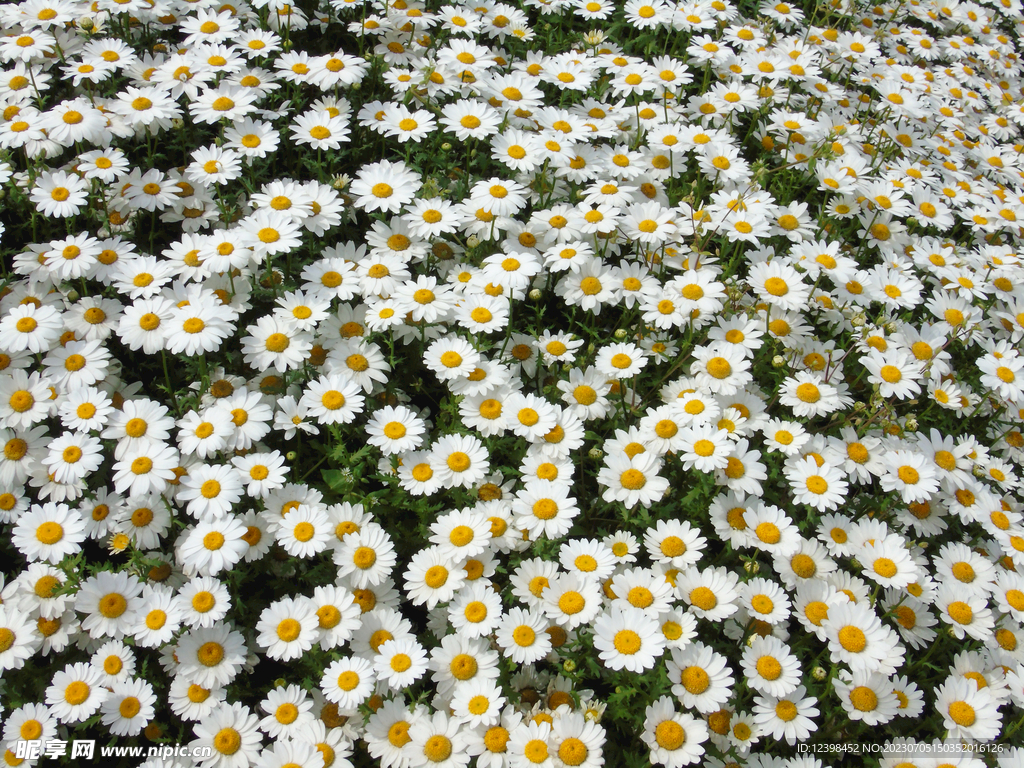 雏菊