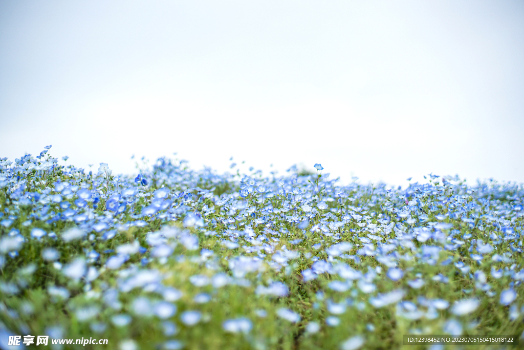 雏菊