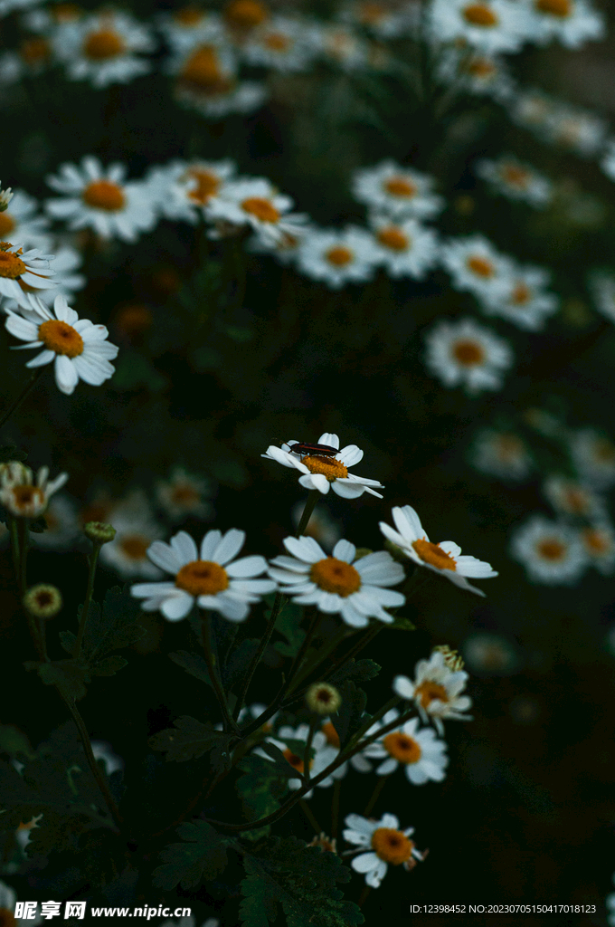 雏菊