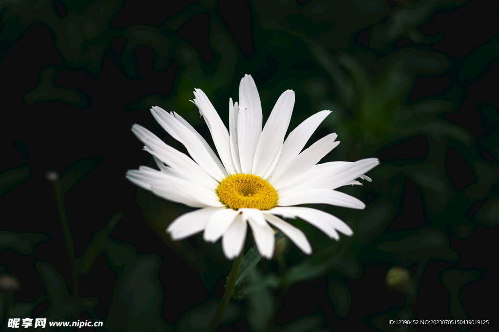 雏菊