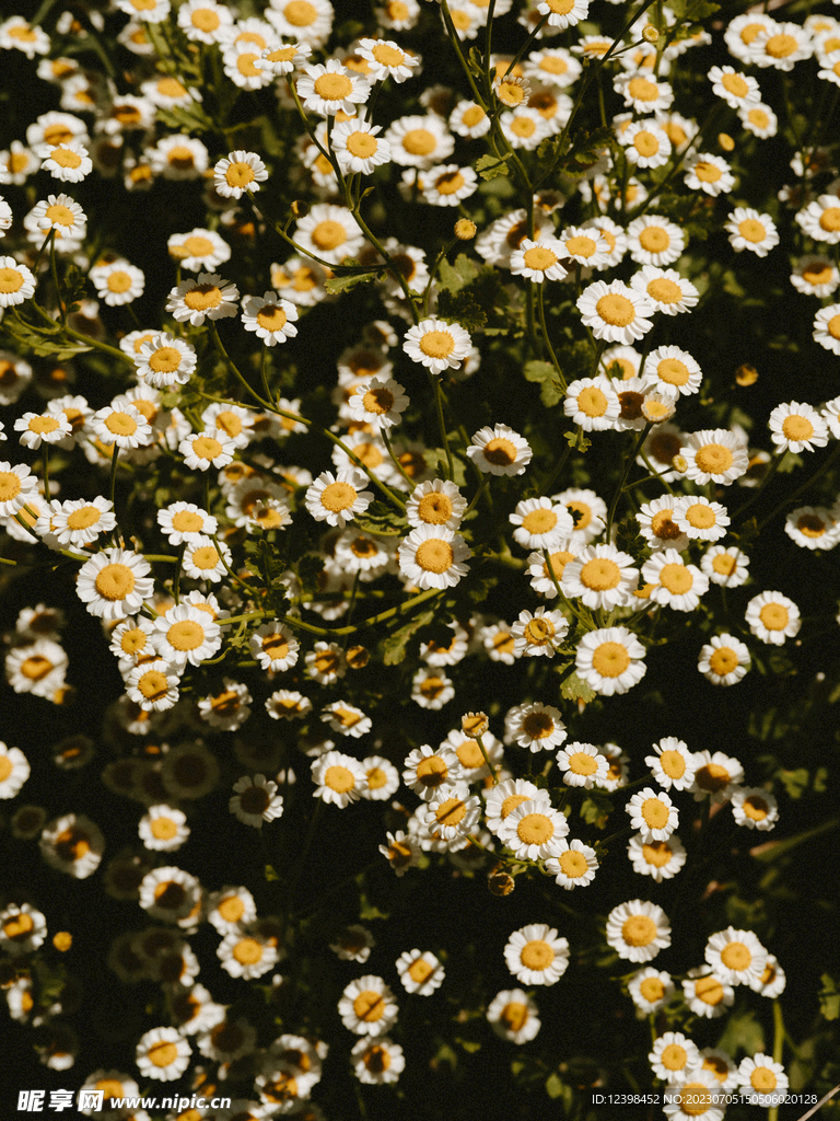 雏菊