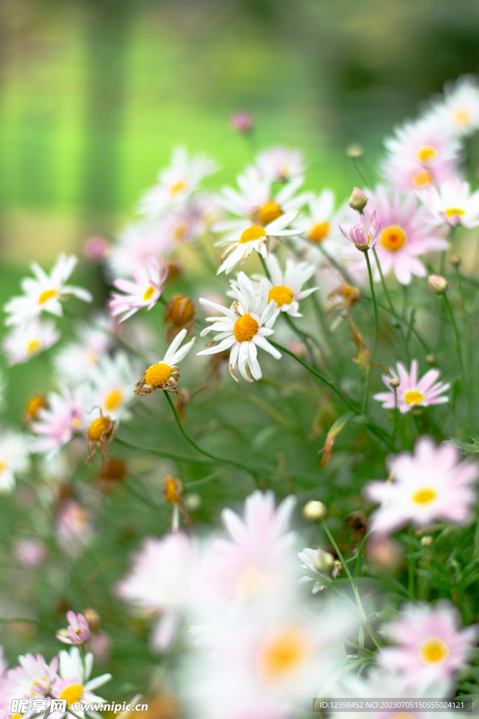 雏菊