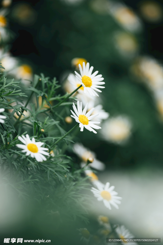 雏菊