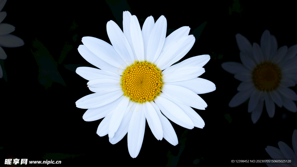 雏菊