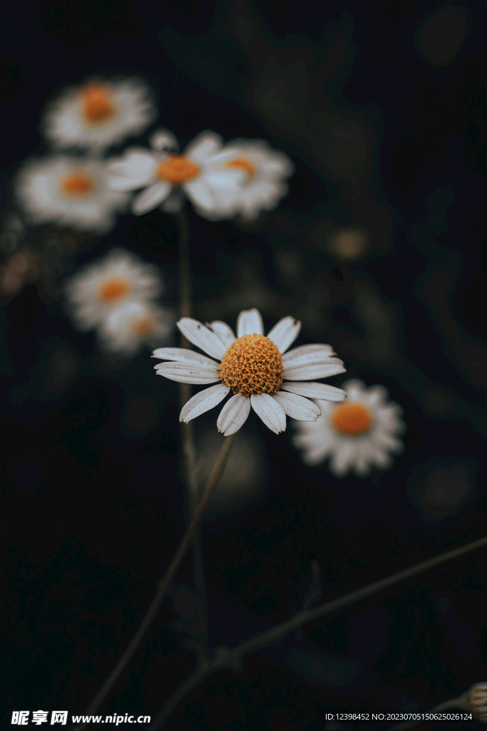 雏菊