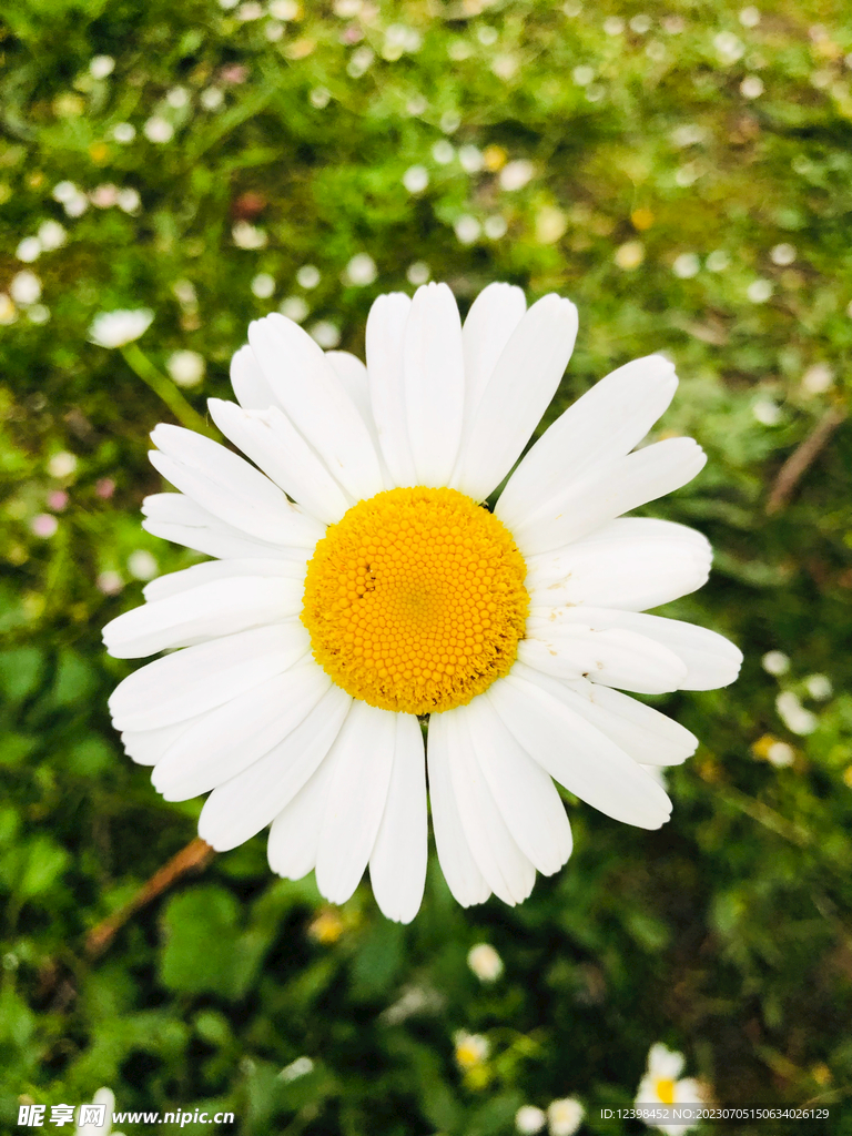 雏菊