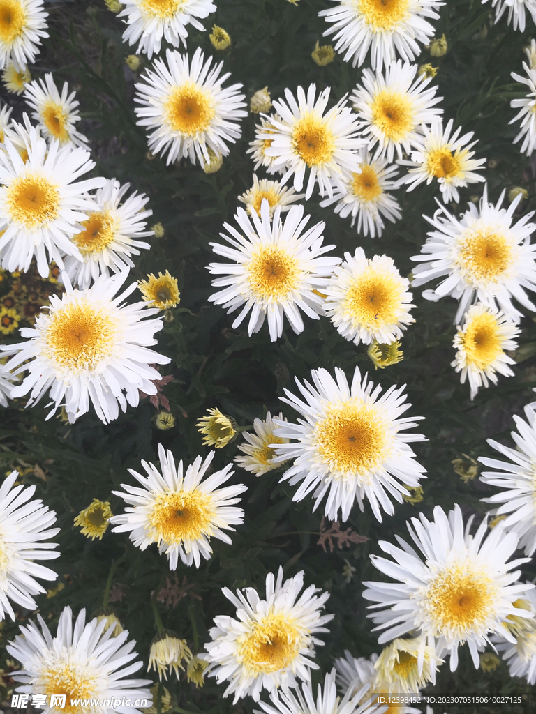 雏菊