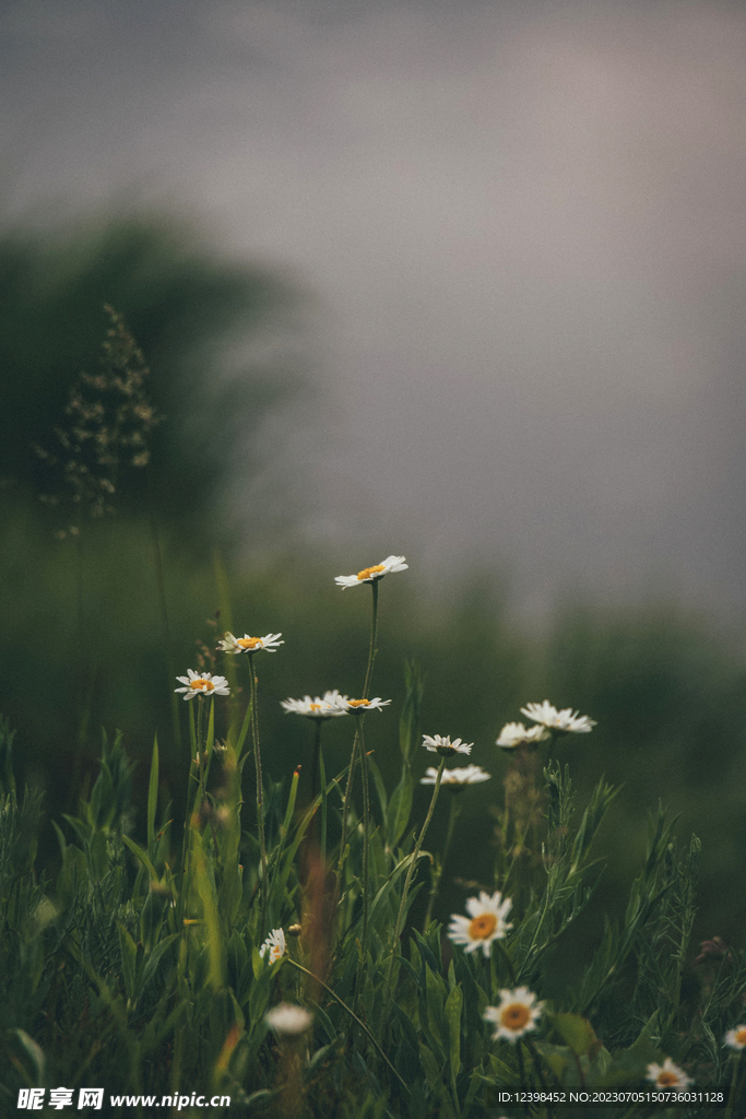 雏菊