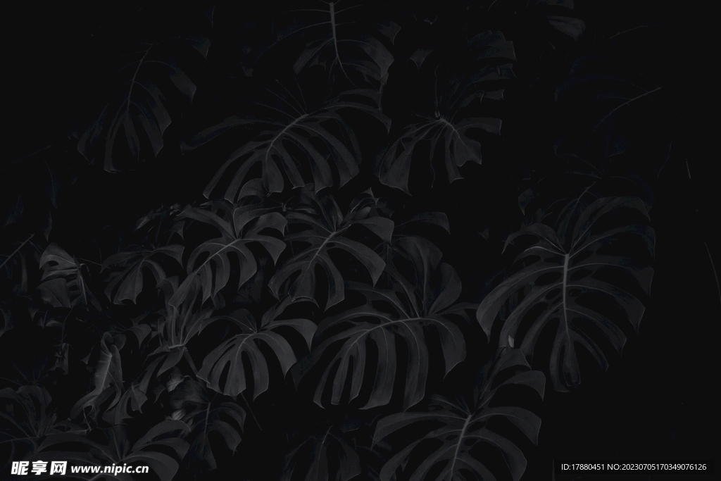 龟背竹