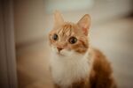 猫咪