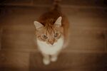 地板上的小猫