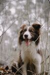 宠物犬