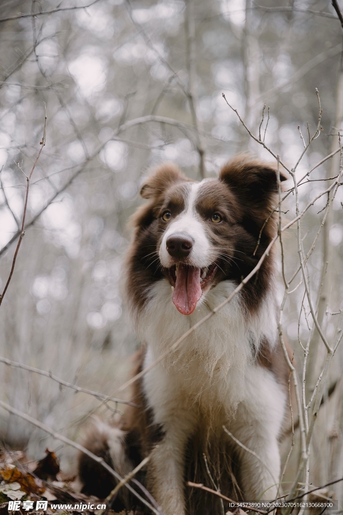 宠物犬