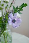 花香芬芳
