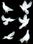 免抠白鸽子