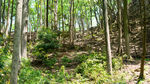 黔灵山公园山林