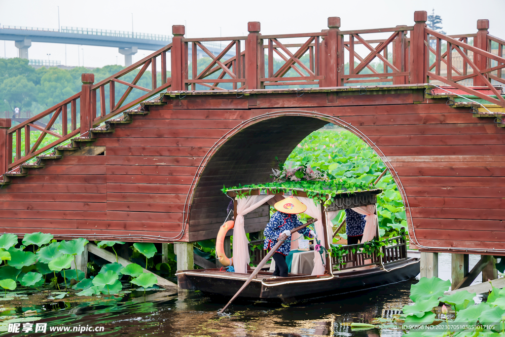 荷花