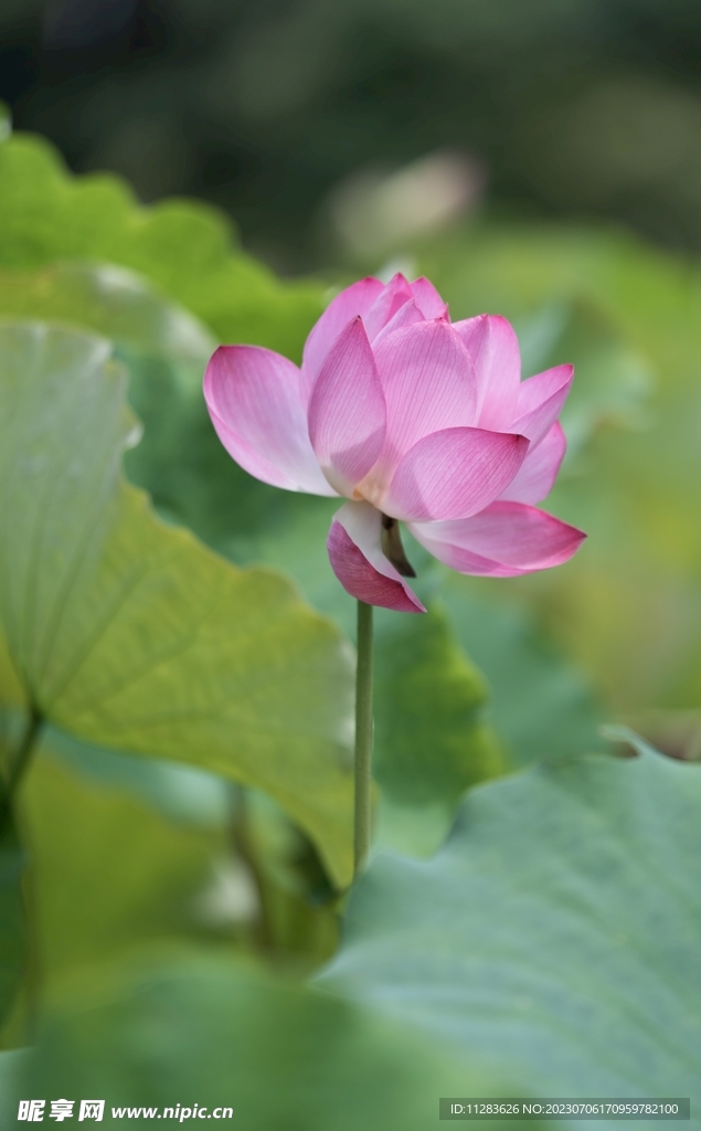 荷花摄影图