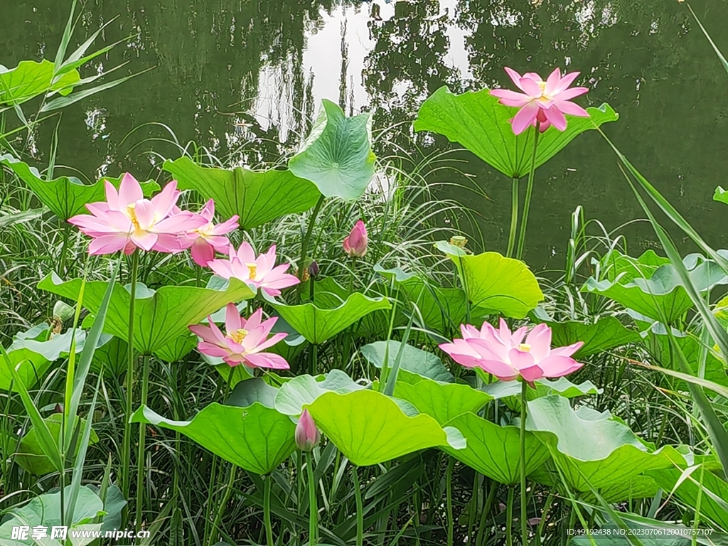 荷花荷叶 