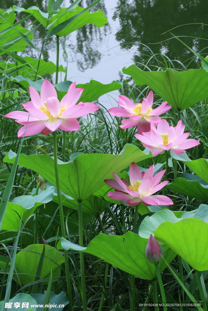 荷花荷叶