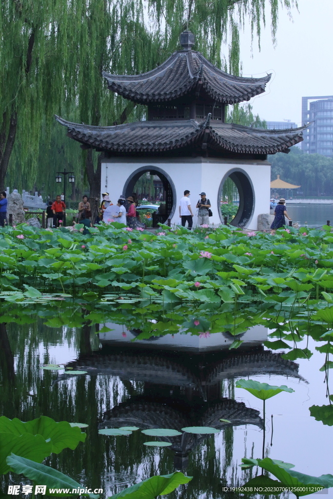 荷花荷叶
