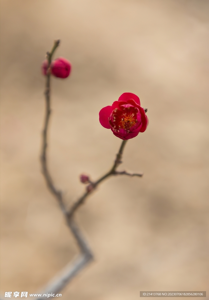 腊梅寒梅梅花