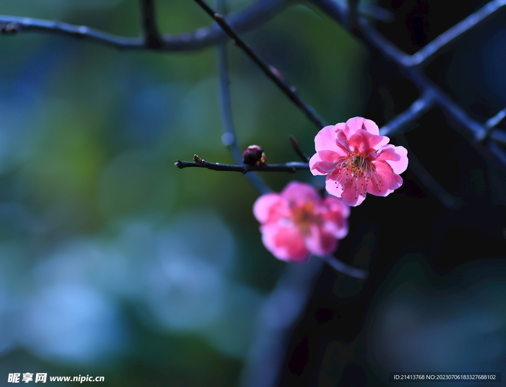 腊梅寒梅梅花 