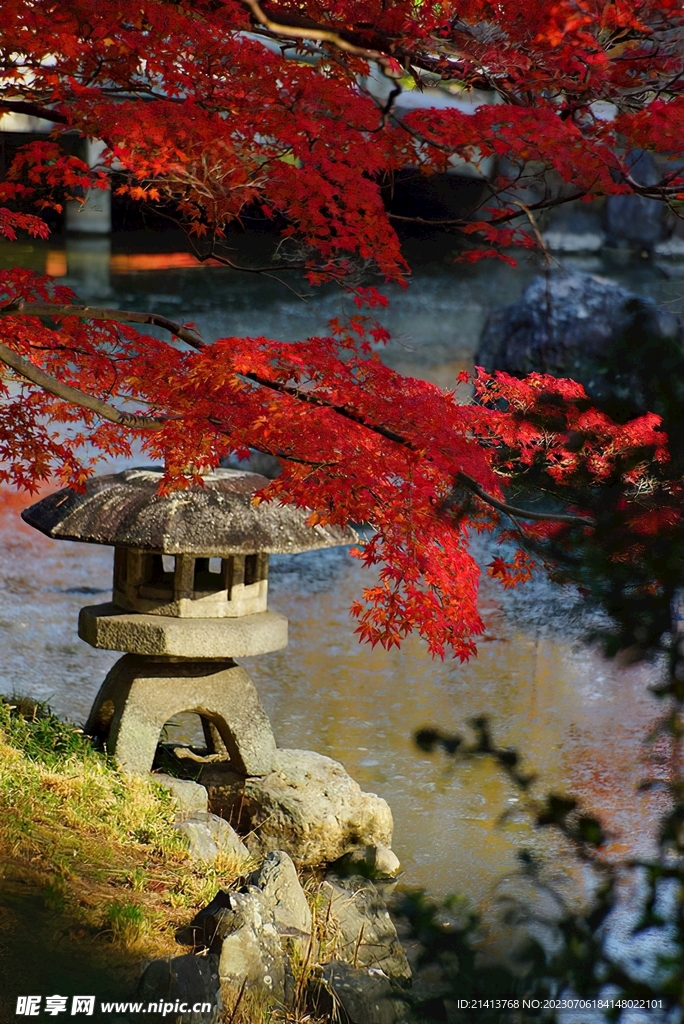 红枫枫树枫叶