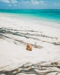 海螺