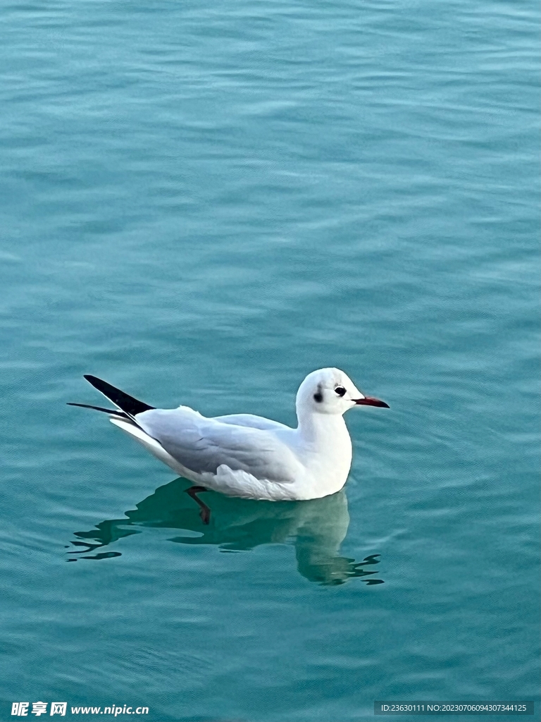 海鸥
