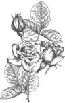 手绘花卉