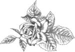 手绘花卉