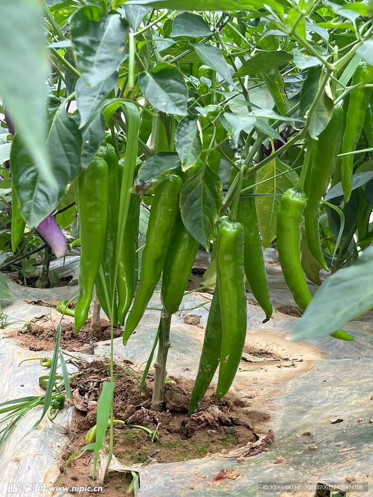 辣椒树