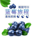 蓝莓宣传设计
