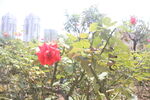 月季花特写