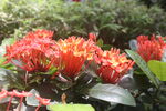 龙船花