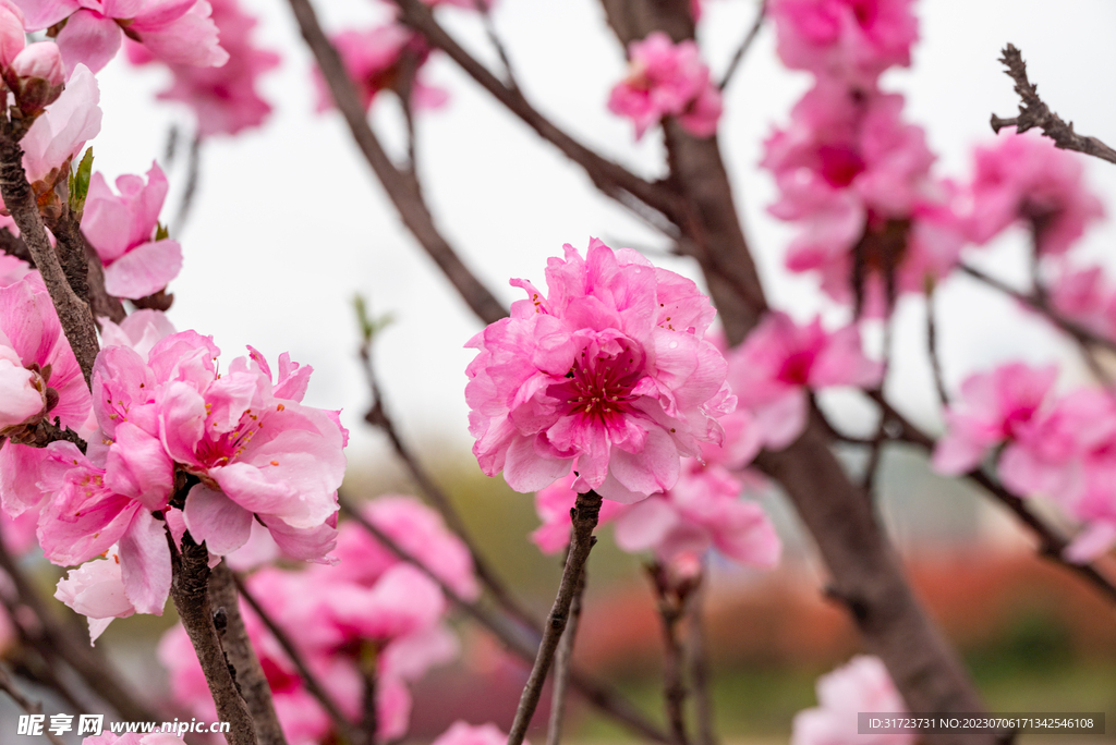 桃花