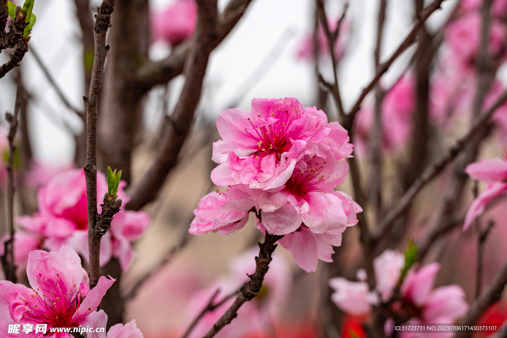 桃花