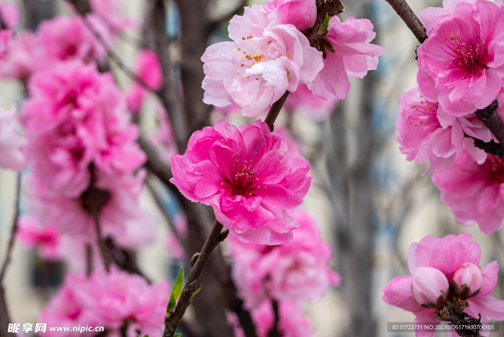 桃花