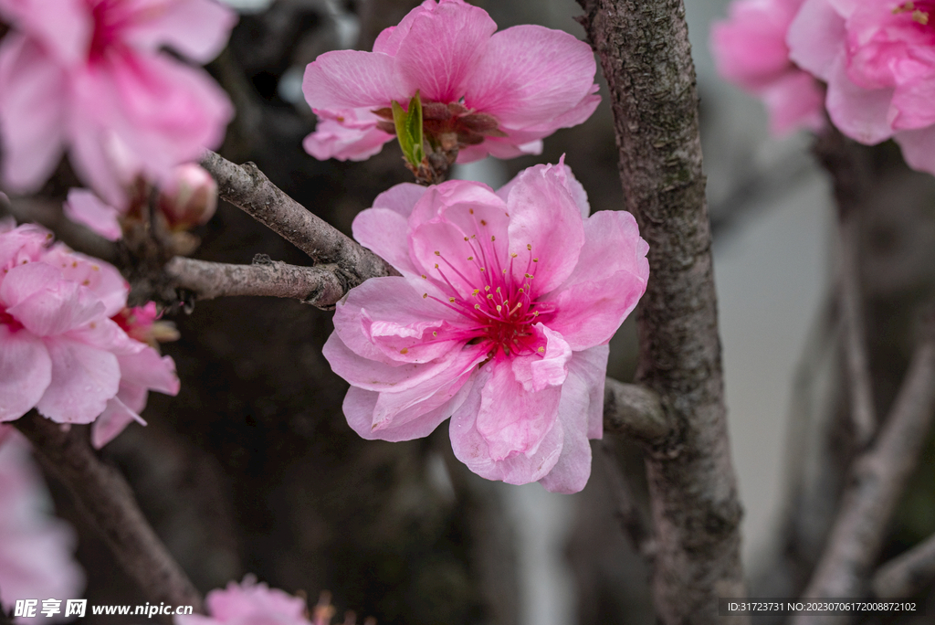 桃花