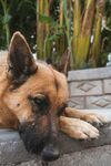 德国牧羊犬
