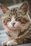 瞌睡的猫咪