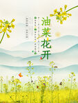 油菜花