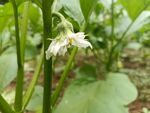 茄子花