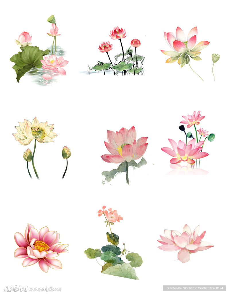 手绘荷花