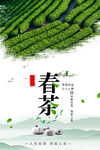 春茶
