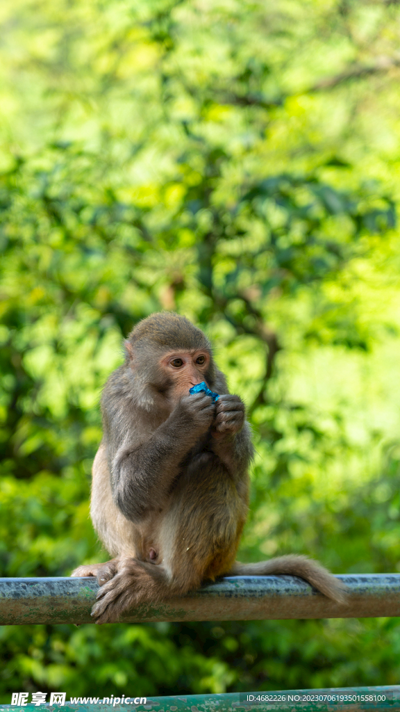 黔灵山公园吃糖的猴子