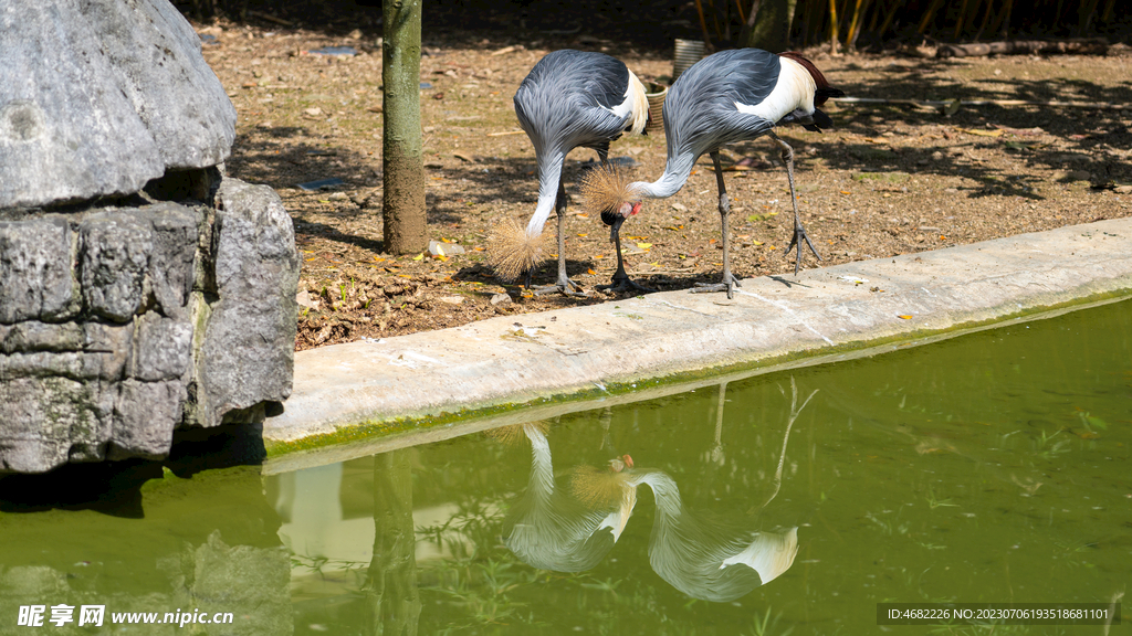 黔灵山公园动物园灰冠鹤