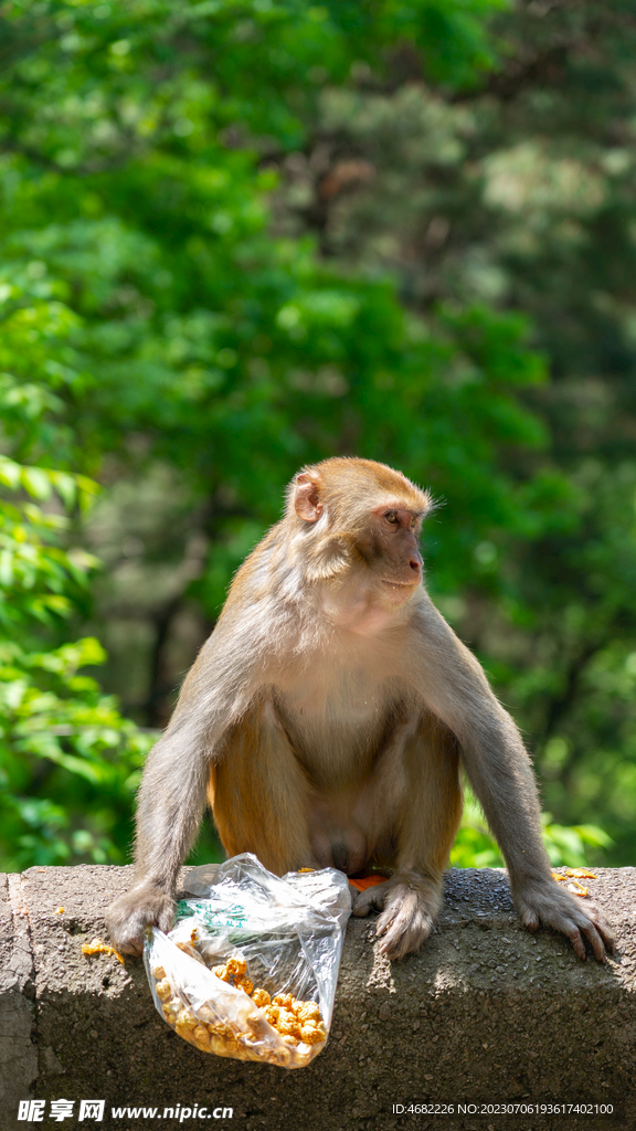 黔灵山公园吃爆米花的猴子